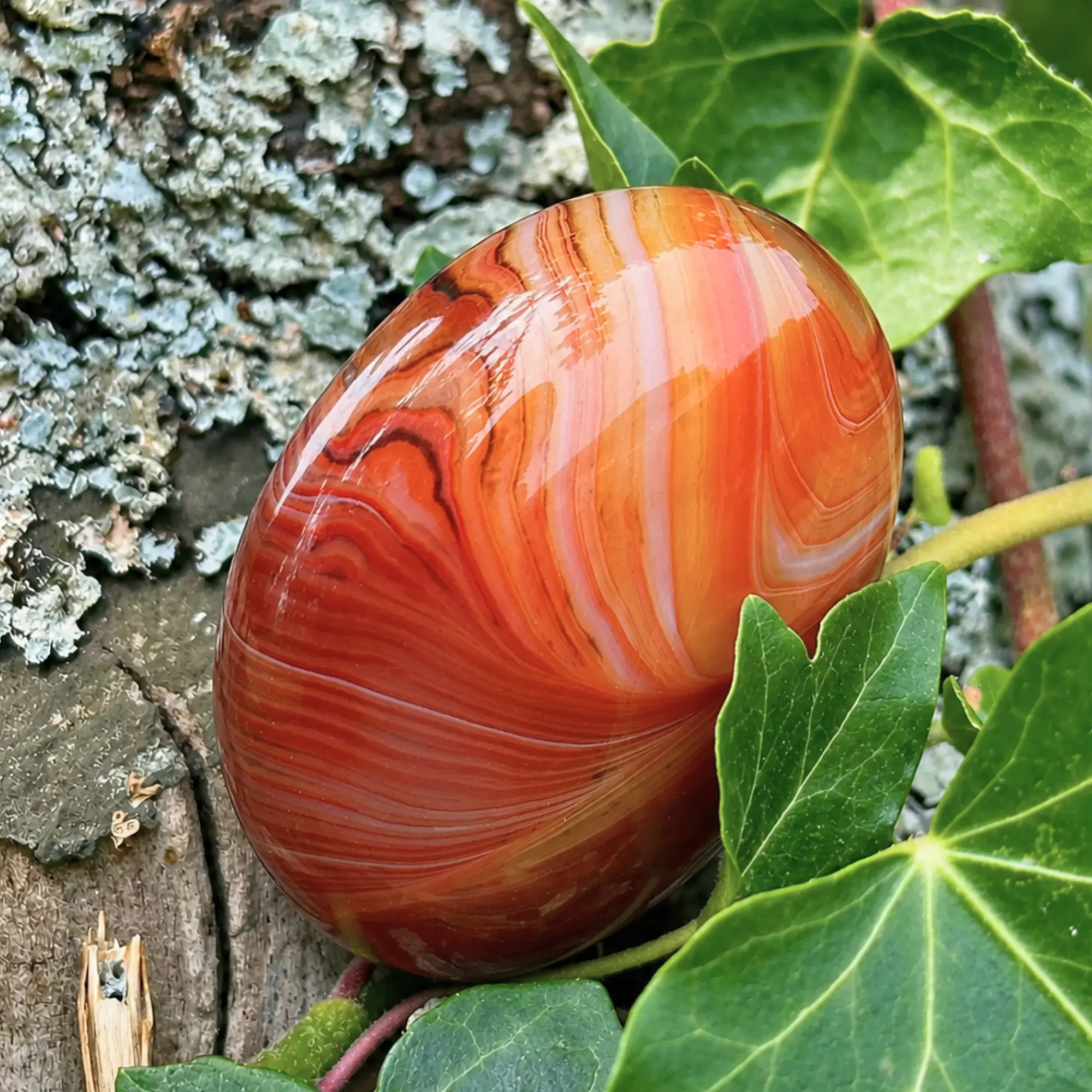 Sardonyx roulée dans un arbre