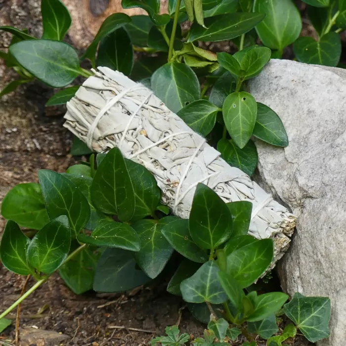 Sauge blanche posée sur un rocher à l'ombre, au milieu de la végétation