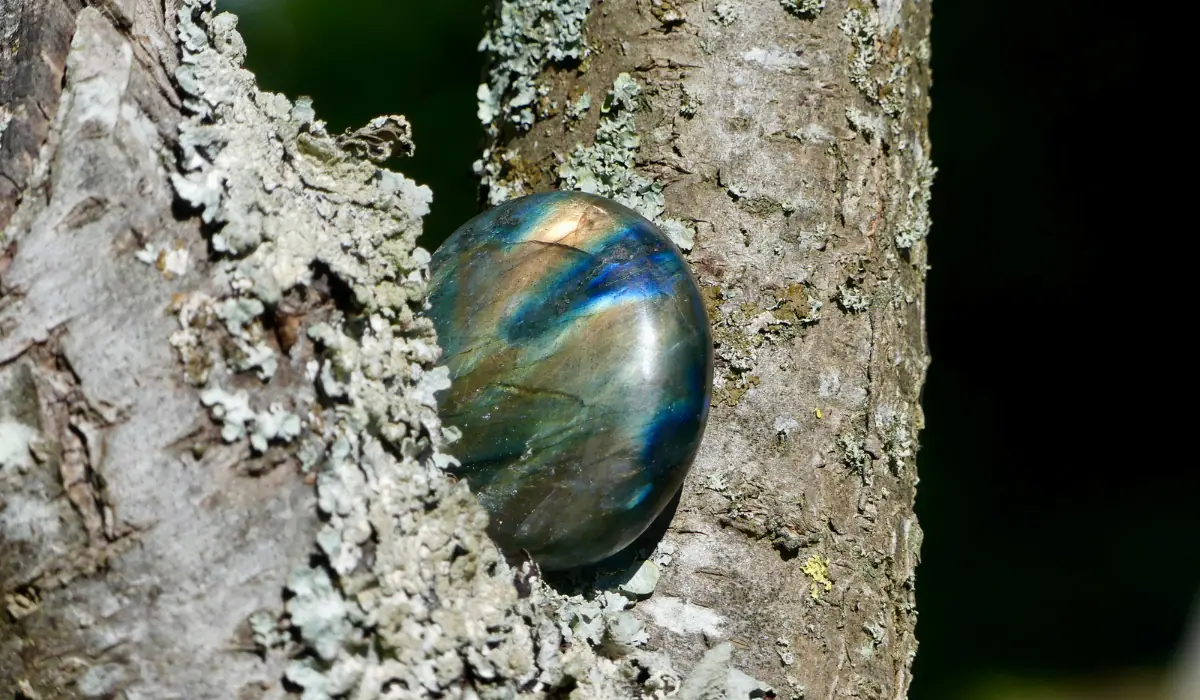 Une labradorite posée sur un arbre plein de mousse