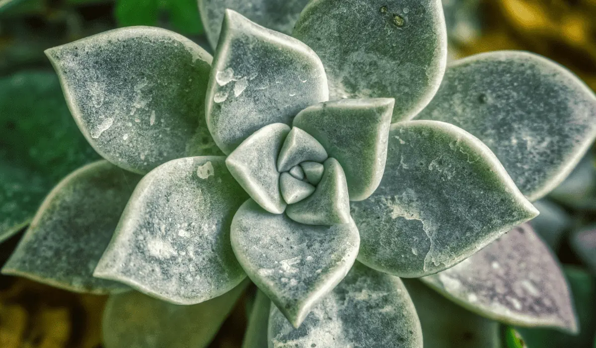 Une plante grasse dont les formes inspirent parfois les adeptes de la géométrie sacrée