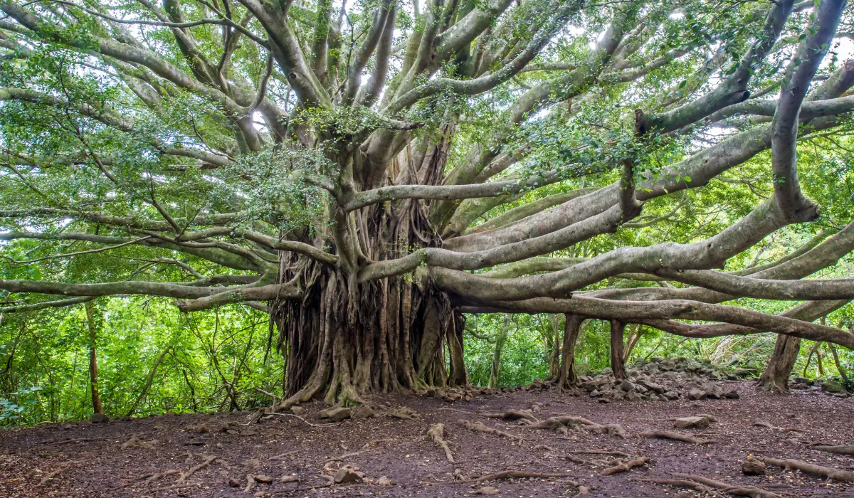 Un arbre majestueux rappelant un arbre de vie