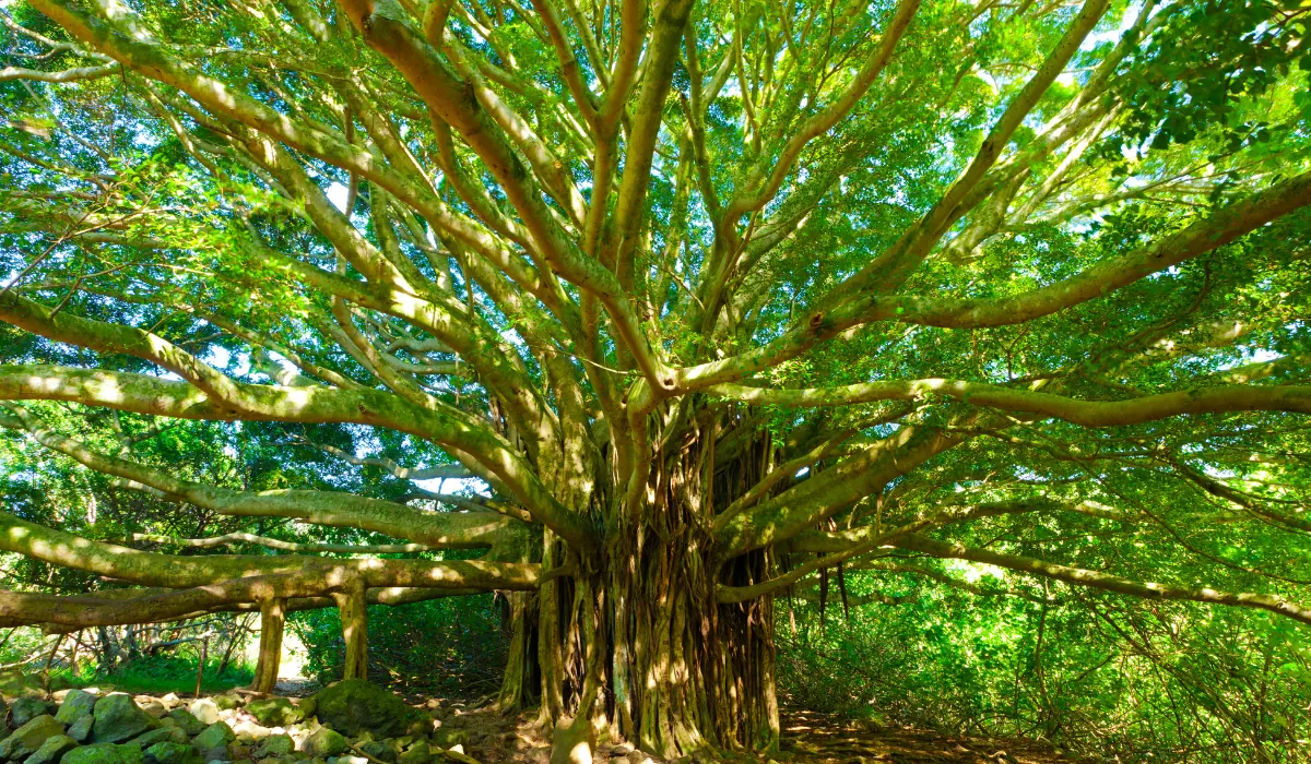 Un grand arbre dont les feuilles vertes sont éclairées par le soleil