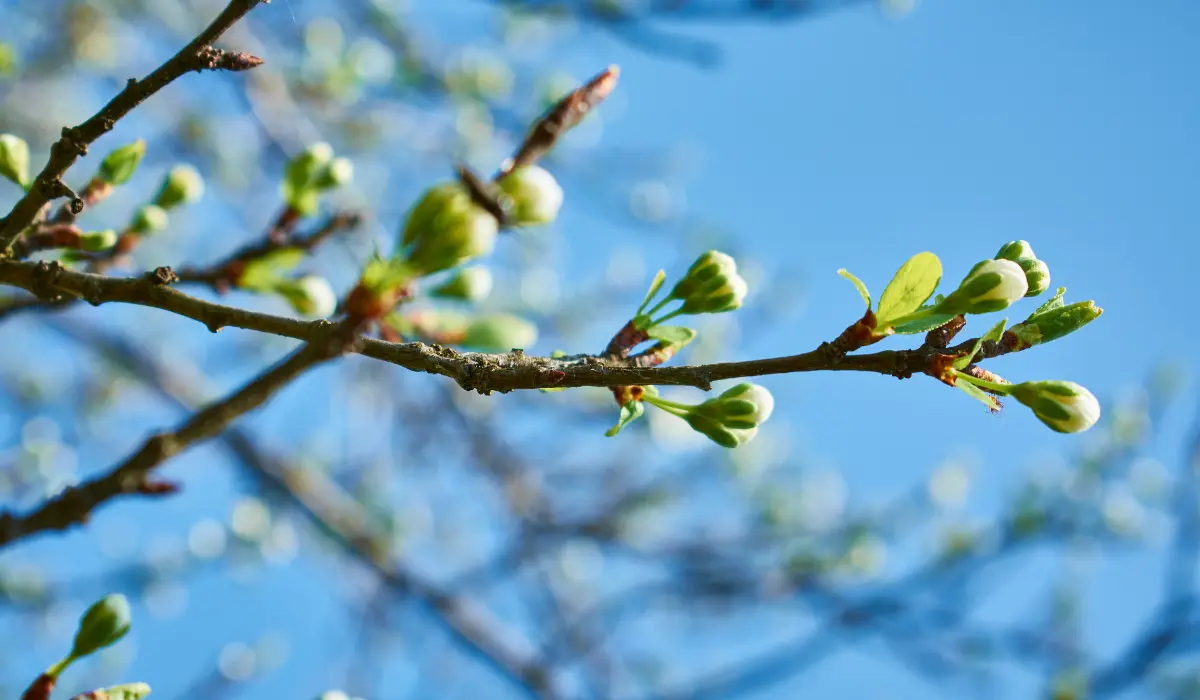 bourgeons sur une branche illustrant le renouveau