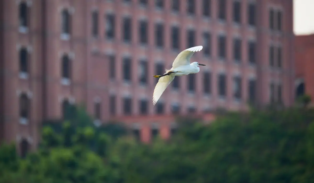 oiseau en plein vol, en ville