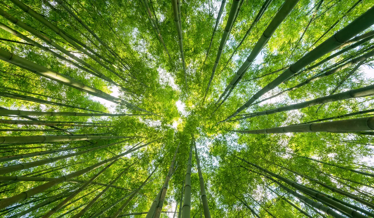 contre plongée sur une forêt de bambou