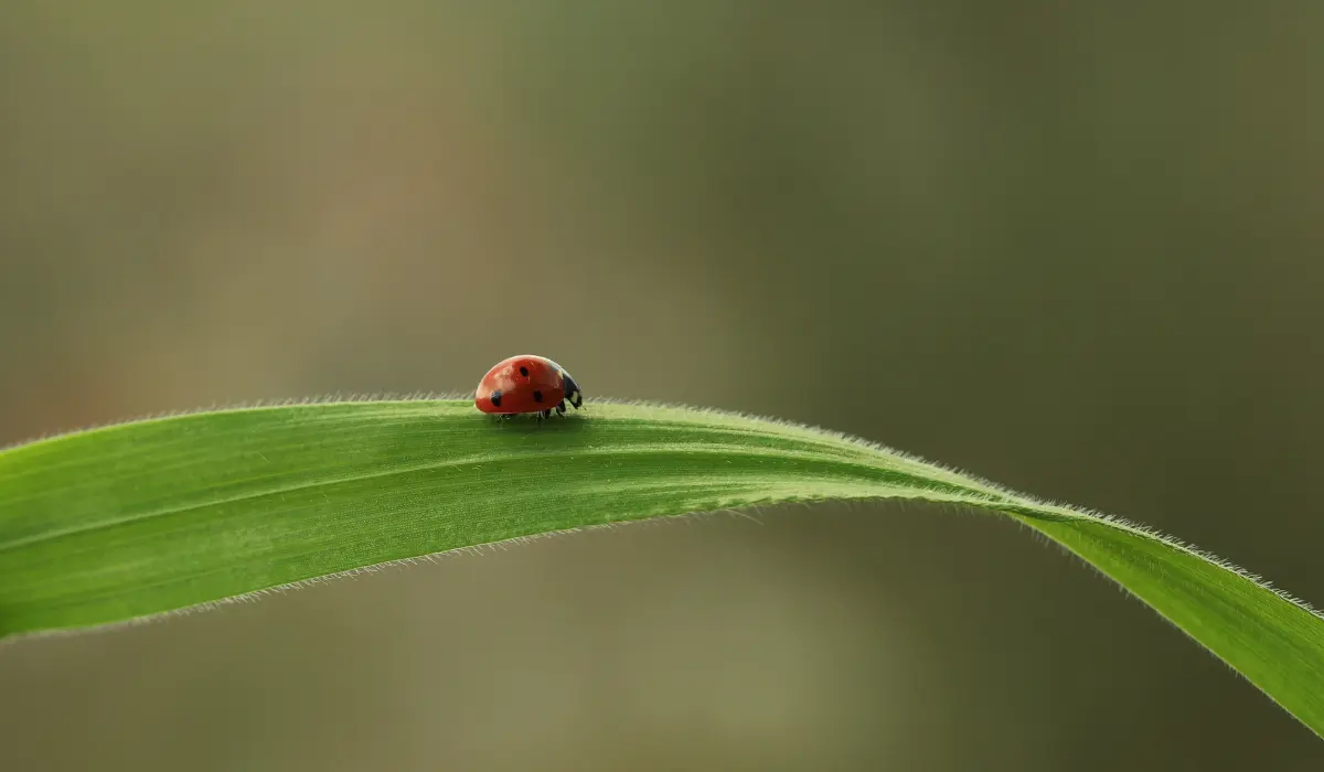 une coccinelle sur une feuille