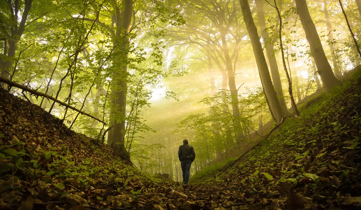 Fixer des intentions en forêt