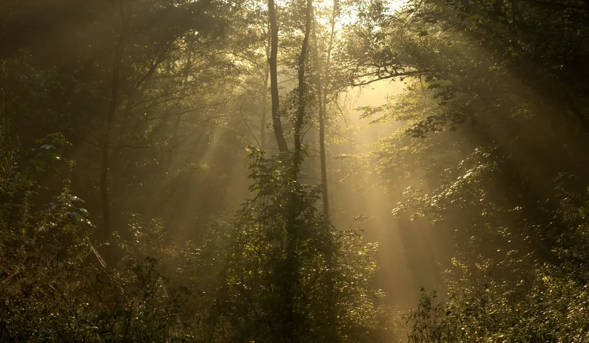 Forêt paisible