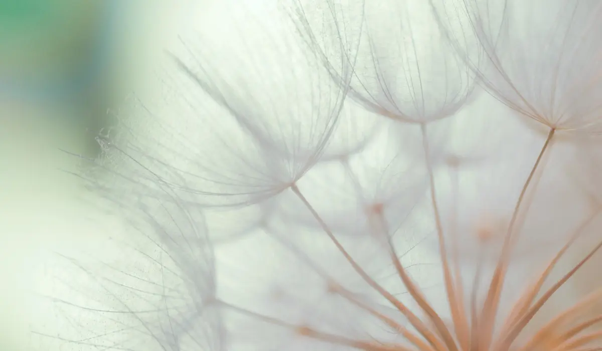 Une fleur légère