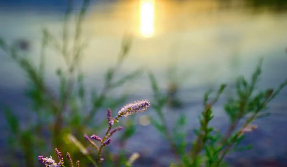 Un lac au petit matin, invitant à ralentir