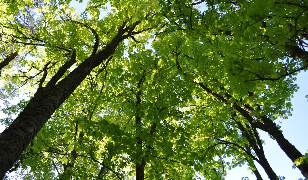 Arbre et ciel