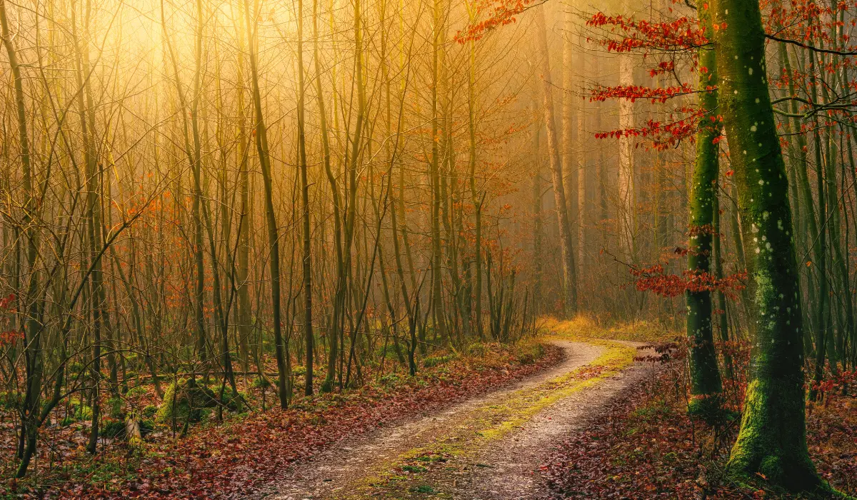 Forêt au crépuscule, paisible