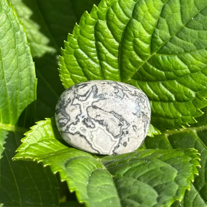 Agate crazy lace grise roulée sur une feuille