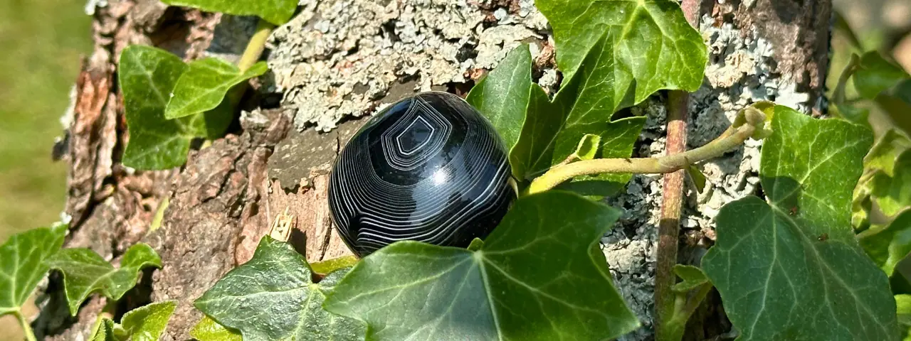 Agate oeil roulée dans un arbre