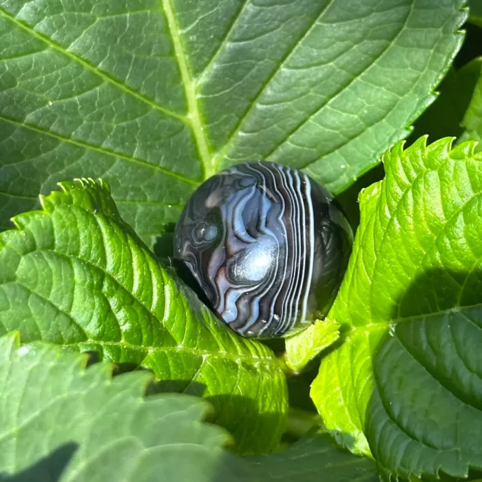 Agate oeil roulée sur une feuille