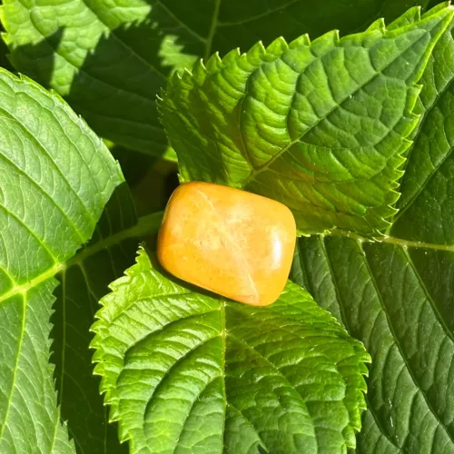Aventurine jaune sur une plante