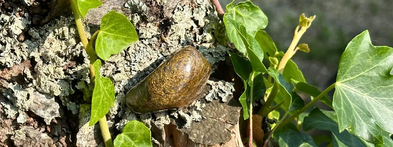 Bronzite dans un arbre