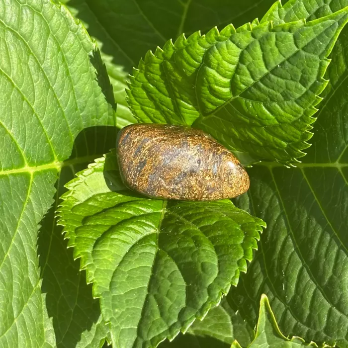 Bronzite sur une plante
