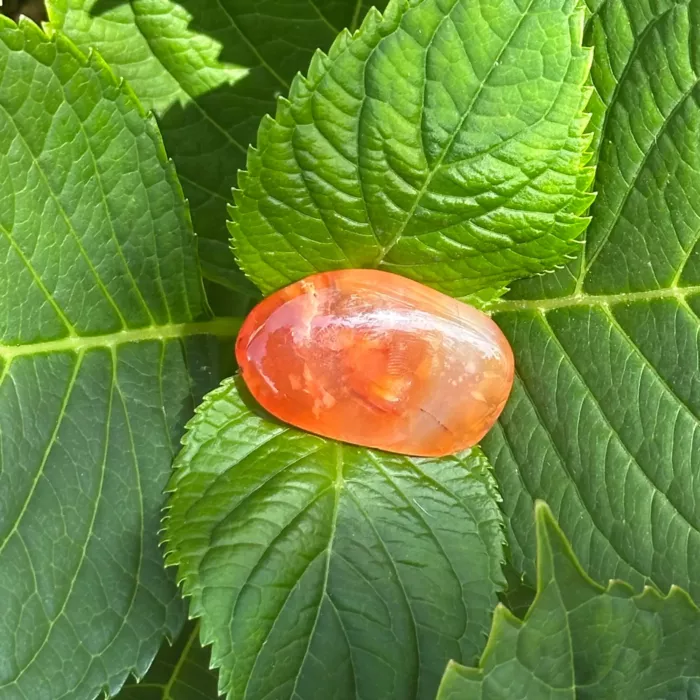 Cornaline plate sur une plante