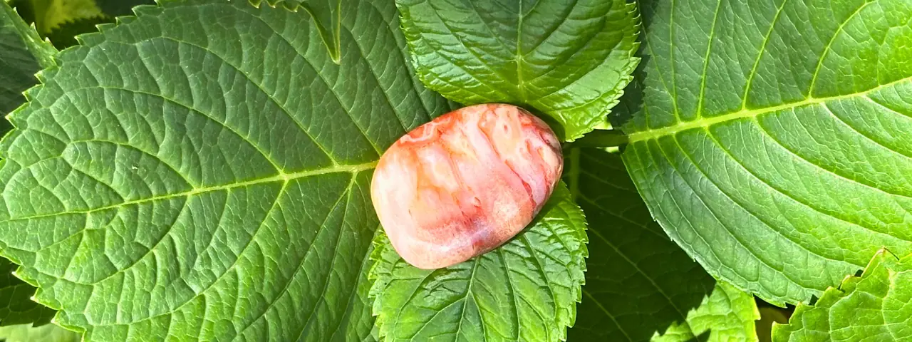 Cornaline plate sur une plante aux larges feuilles