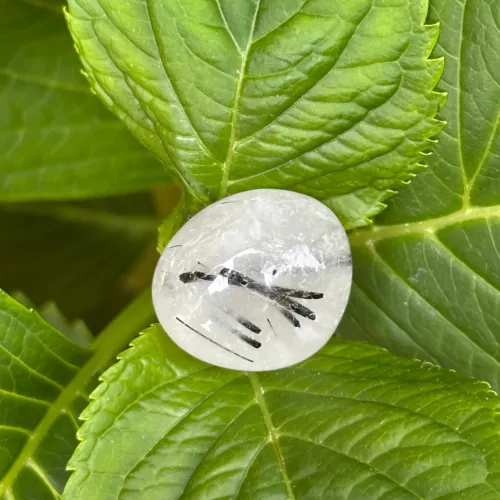Cristal de roche tourmaline sur une plante
