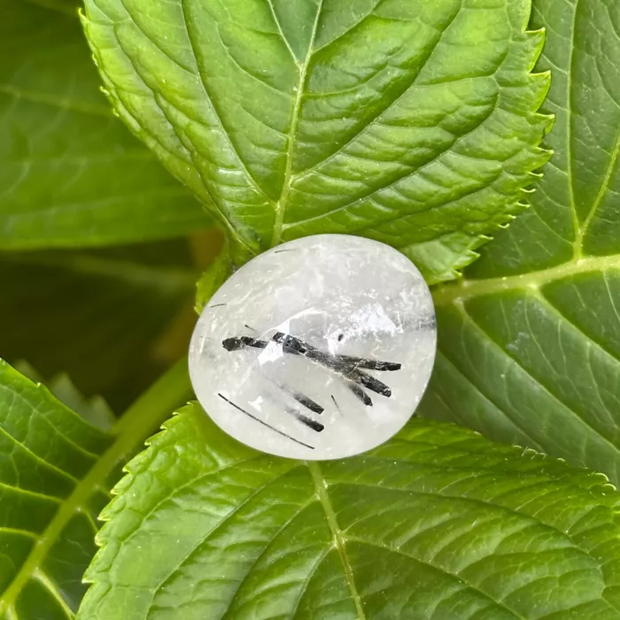 Cristal de roche tourmaline sur une plante