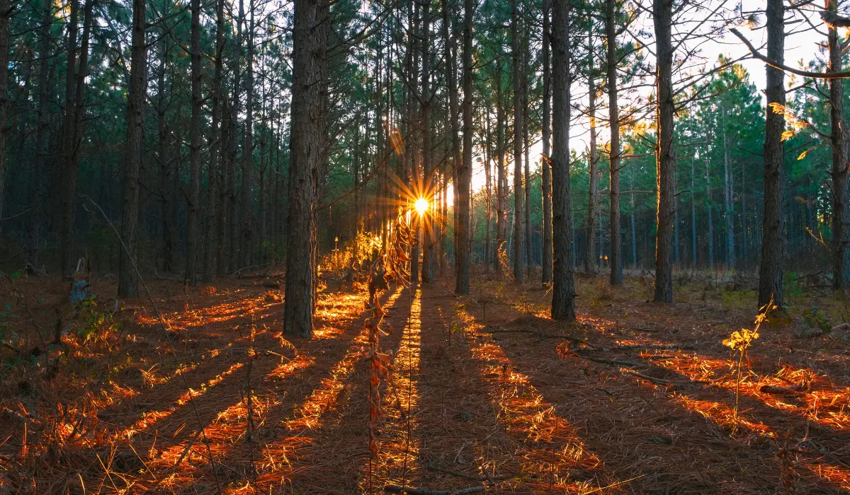 Un soleil couchant au milieu d'une forêt, à l'automne