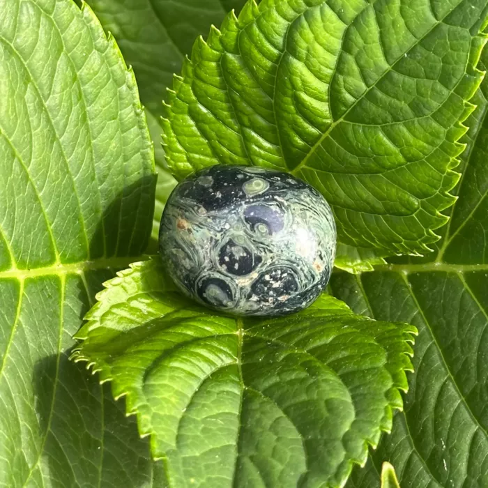 Jaspe kambaba sur une plante