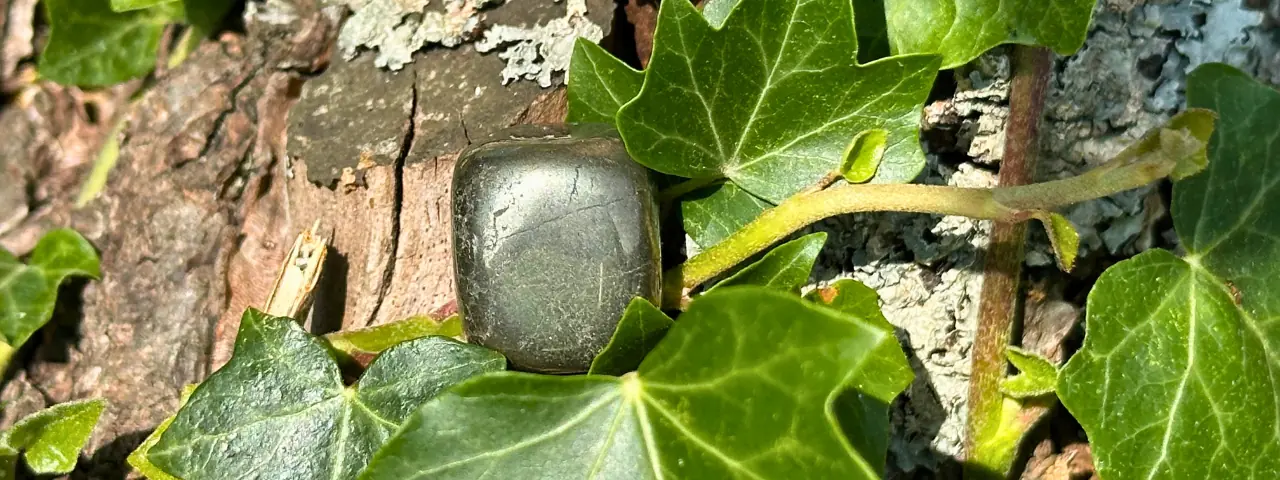 Pyrite cubique dans un arbre