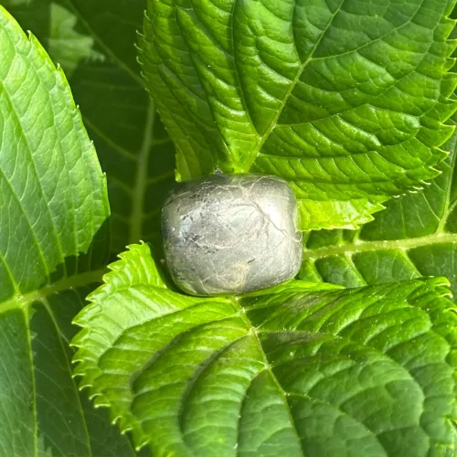 Pyrite cubique sur une plante