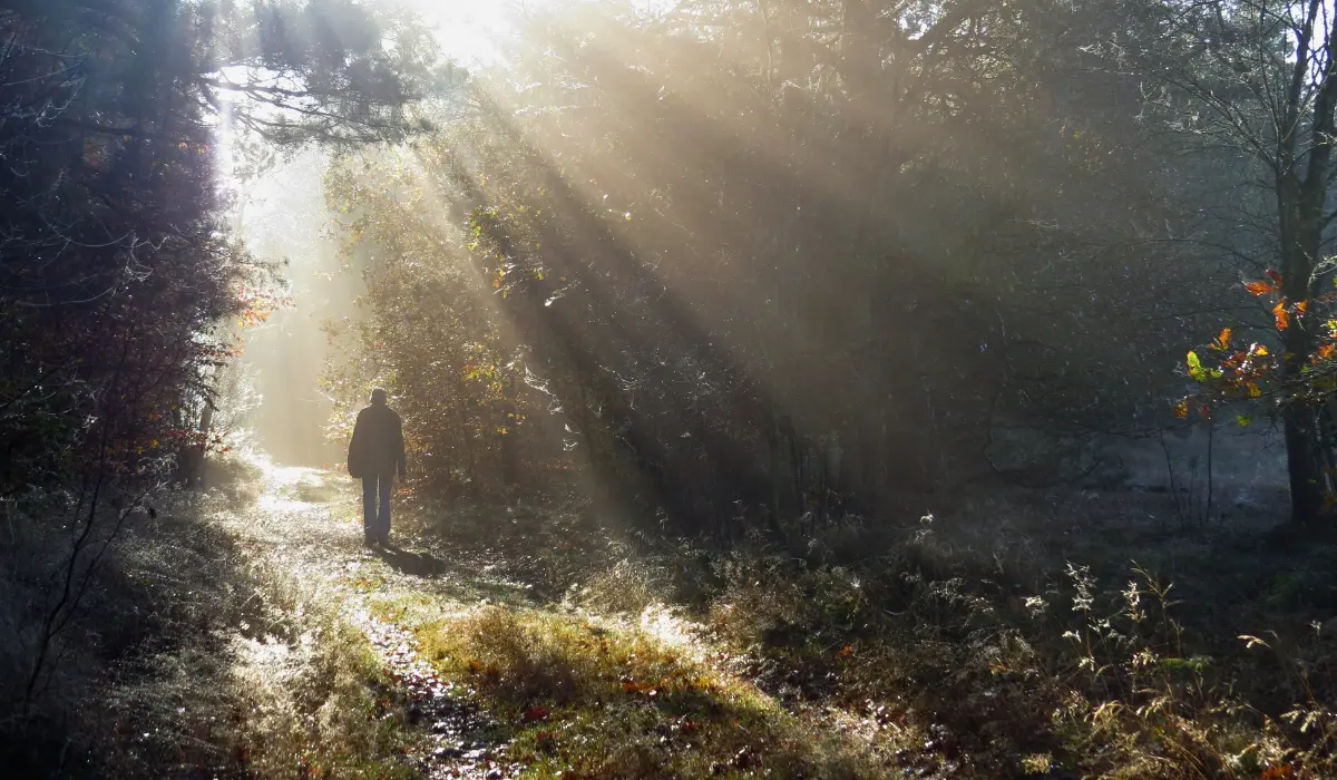 Une balade en forêt illustrant le rythme intérieur