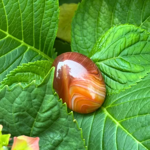 Sardonyx sur une feuille
