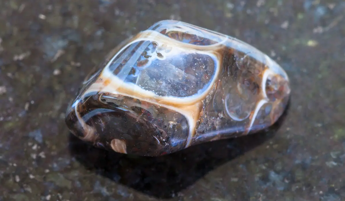 agate turritelle polie en gros plan