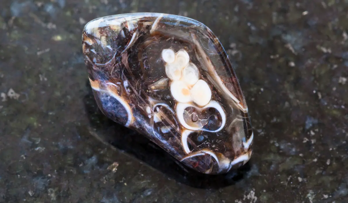 agate turritelle polie en gros plan