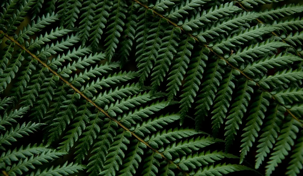 branches de fougère représentant l'ordre du chiffre 4