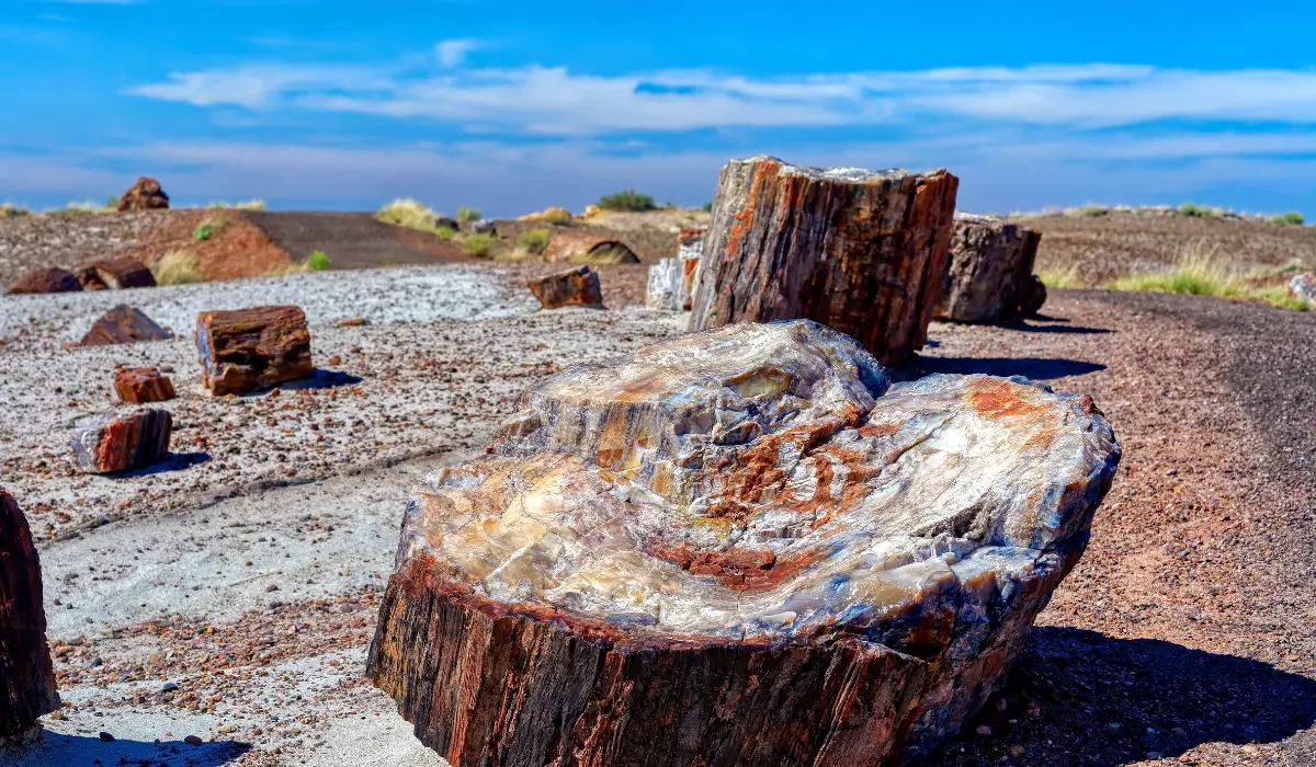 Bois pétrifié à l'état naturel en Arizona