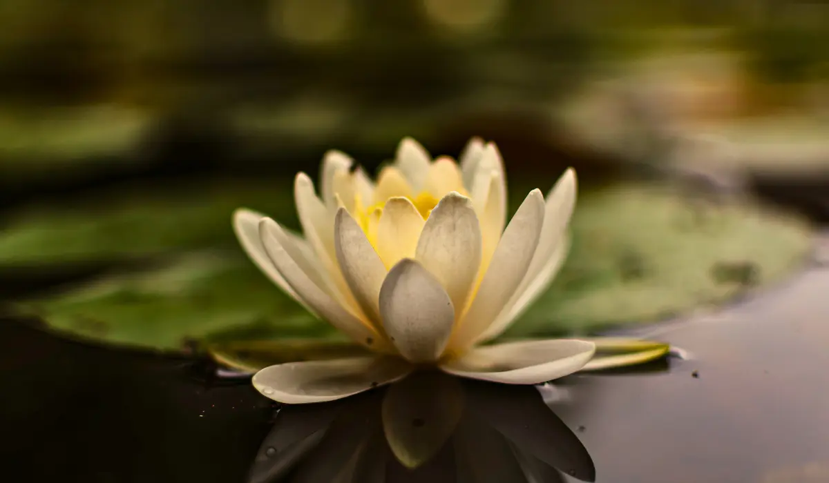 Une fleur de lotus, pour illustrer le destin
