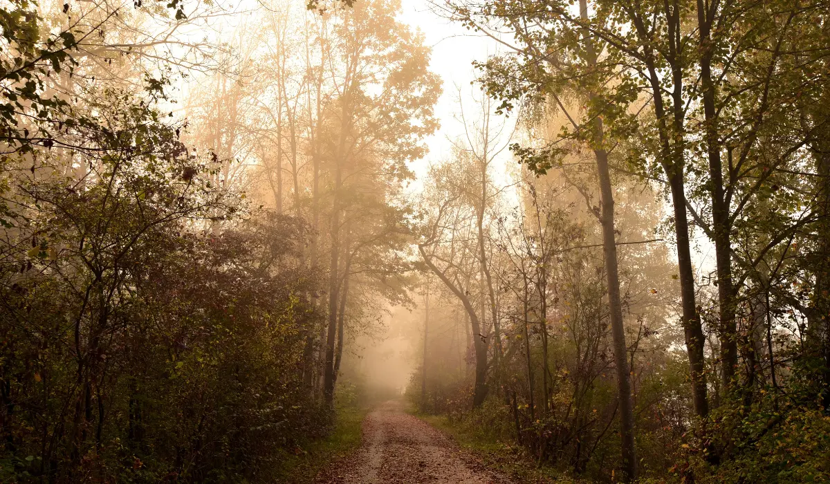chemin dans la foret