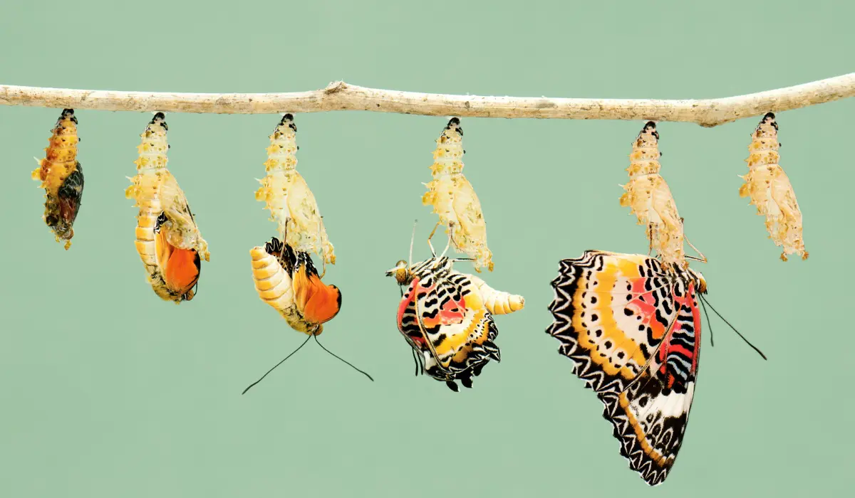 Métamorphose du papillon, illustrant le 17
