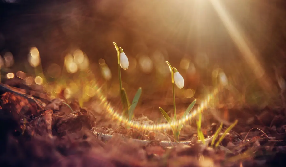 Deux jeunes pousses de fleurs au soleil, évoquant l'éveil spirituel