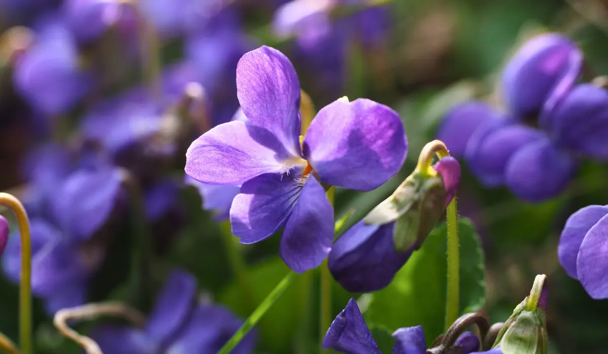 Une violette, pour illustrer le violet, lié au chiffre 9
