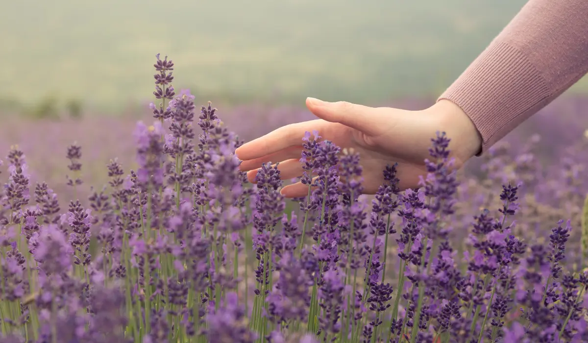 Main passant sur des fleurs de lavande, pour illustrer le perfectionnisme