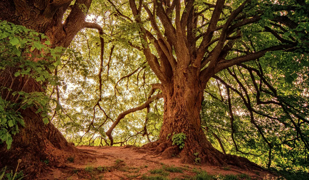 un très gros arbre majestueux