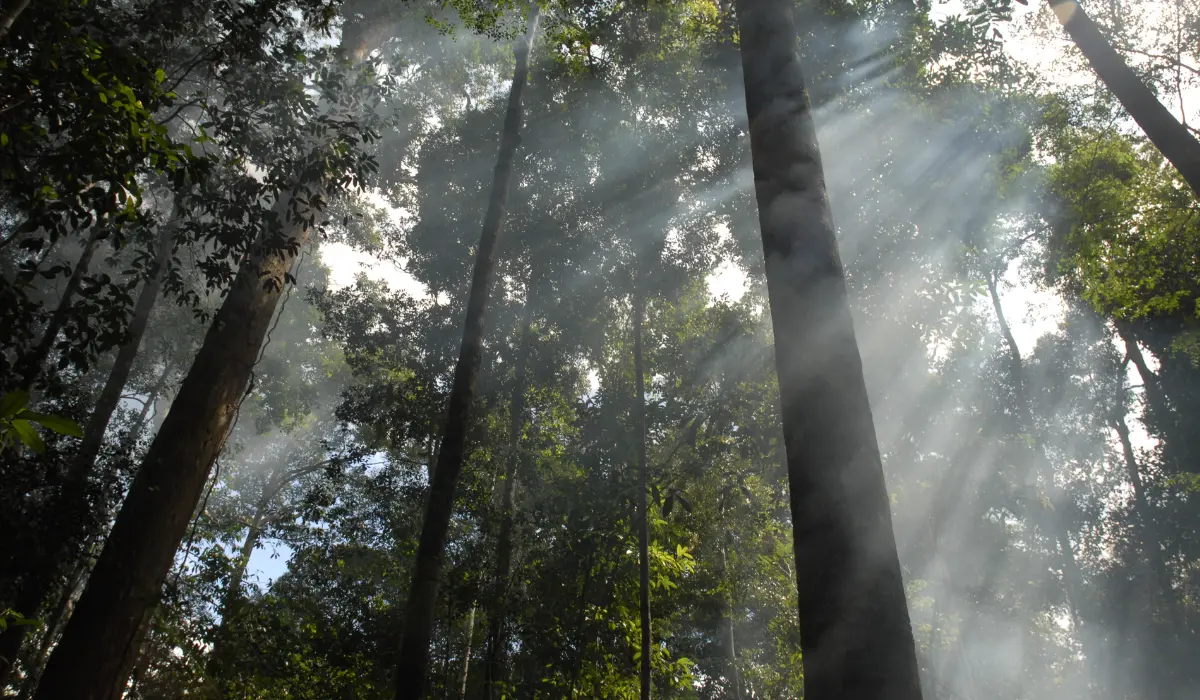 arbres hauts