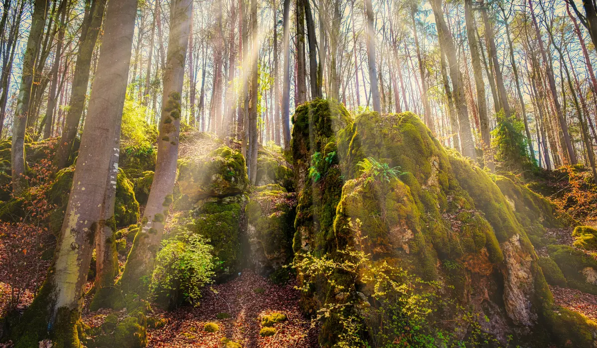 une forêt ensoillée