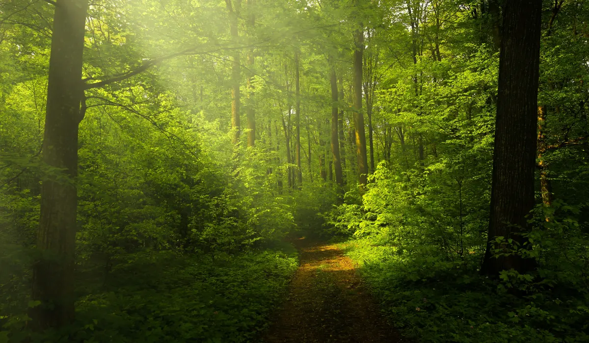 un chemin dans une forêt dense et ensoleillée