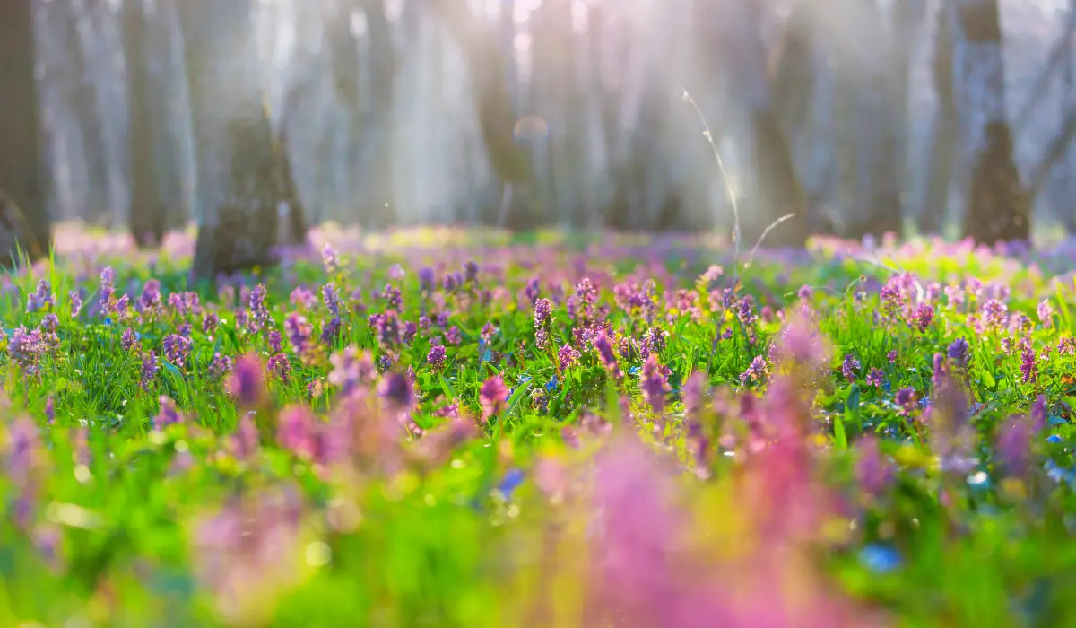 champ de fleurs dans une clairière