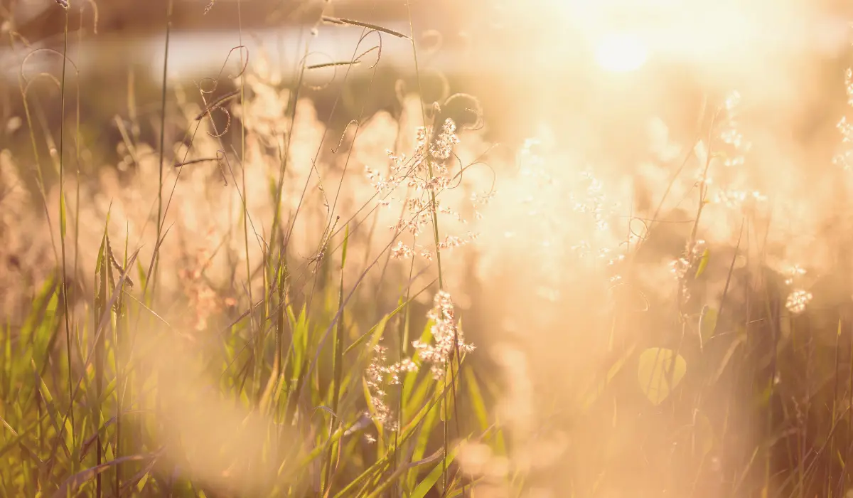 lumière du matin sur un champ