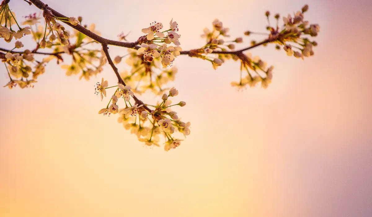 fleur sur un arbre