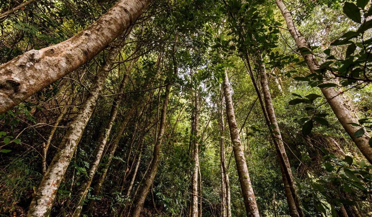 forêt luxuriante en contre plongée
